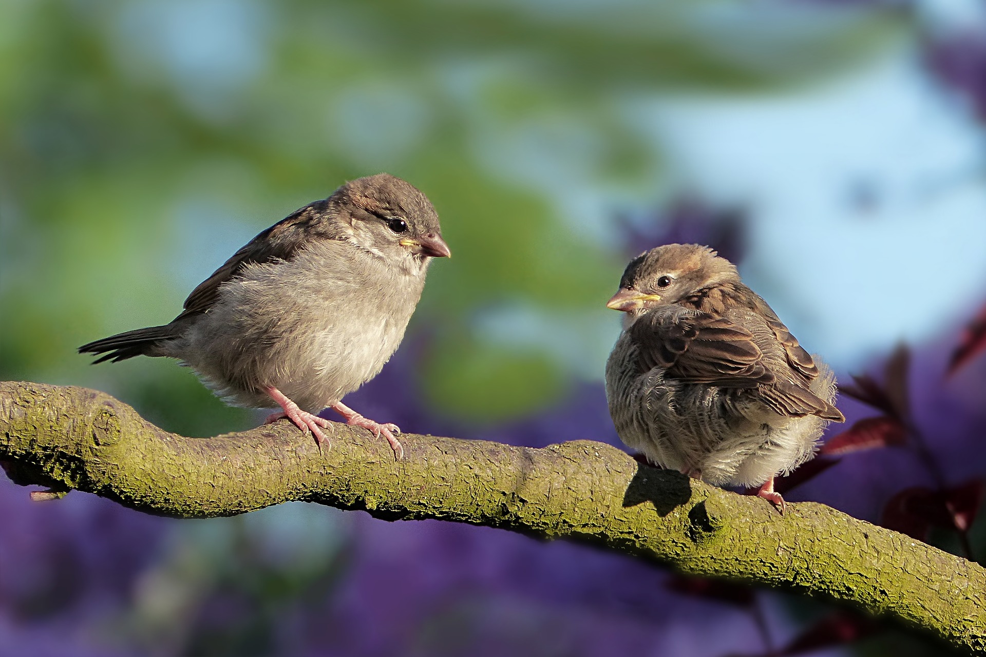 sparrows-3434123_1920.jpg