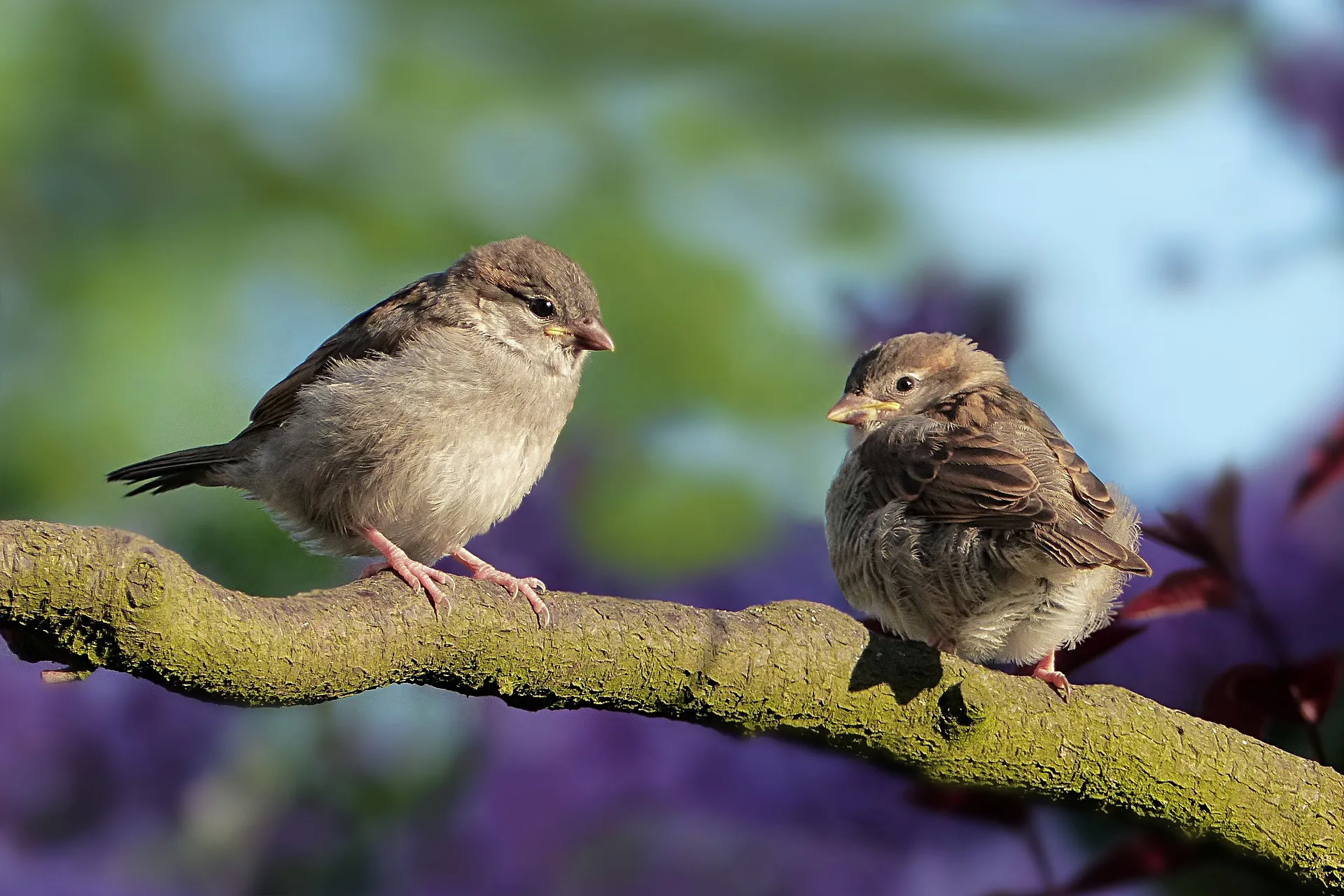 sparrows-3434123_1920.jpg