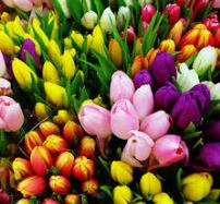 tulpaner.JPG