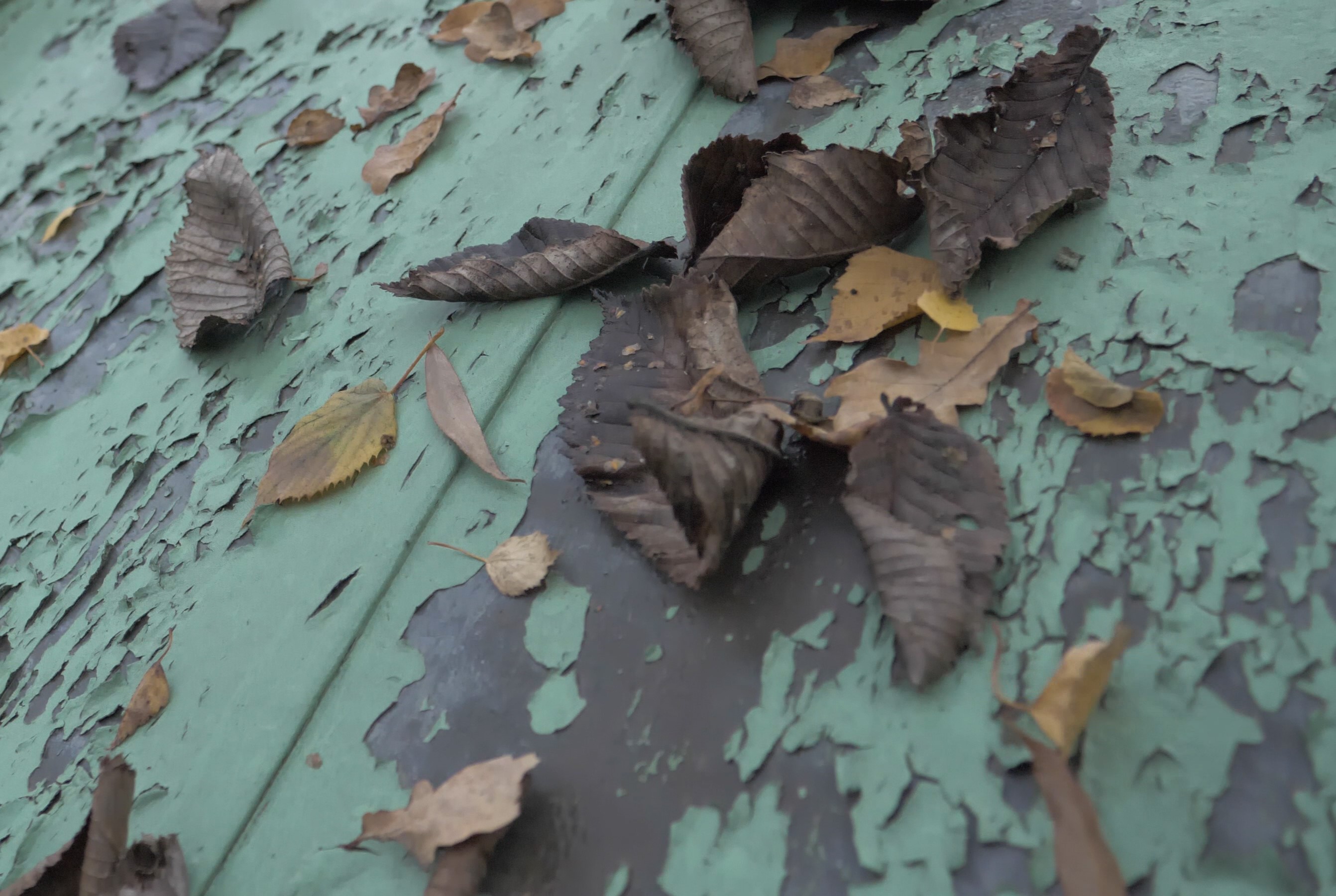 Närbild på slitet plåttak med höstlöv