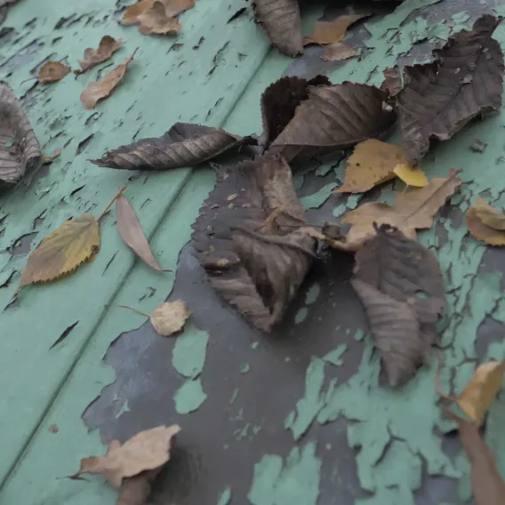 Närbild på slitet plåttak med höstlöv
