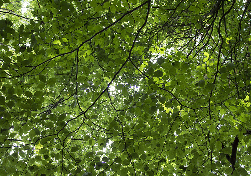 Träd med gröna löv